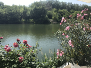 Gschirrwasser, im Hintergrund der Auwald. Im Vordergrund Rosen und Oleander
